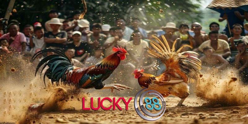 An toàn và bảo mật khi tham gia đá gà trên Lucky88