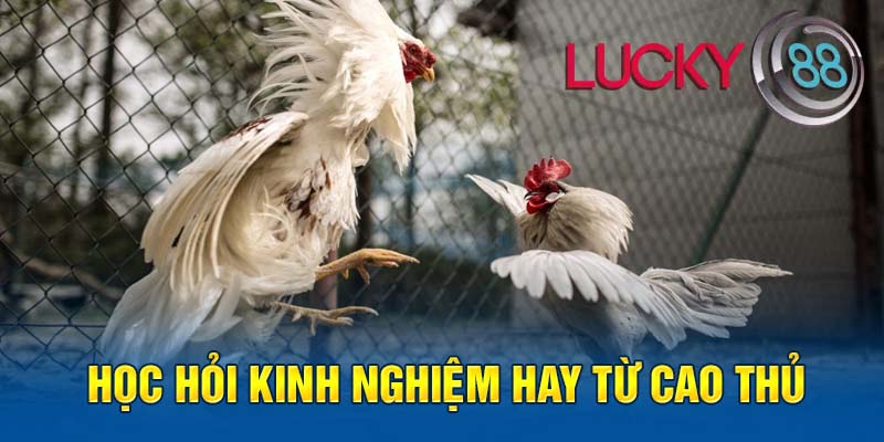 Những ưu điểm nổi bật của đá gà trên Lucky88